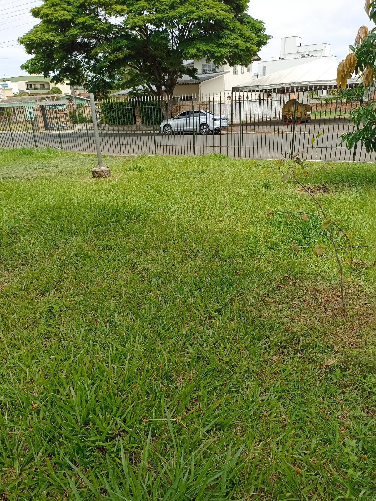 Área exterior com vegetação excessiva antes do paisagismo