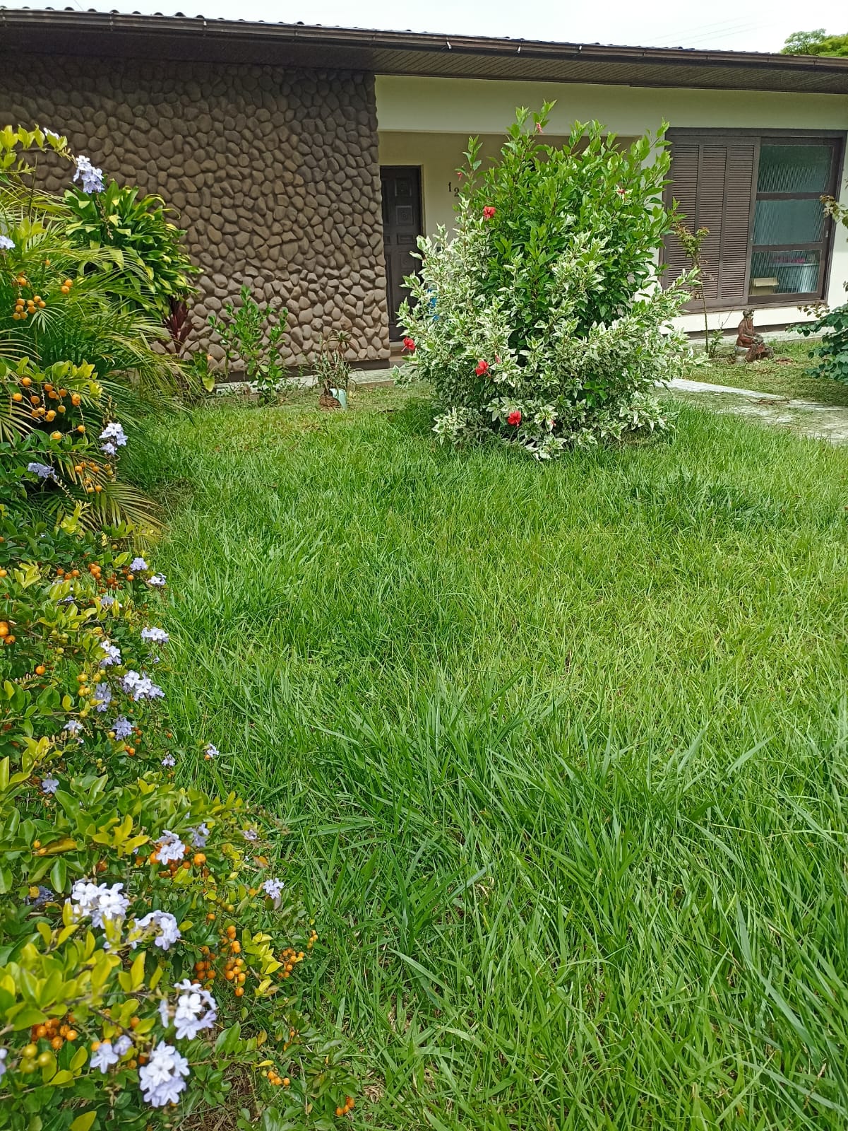 Relvado seco e com falhas